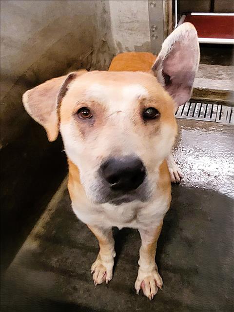 Shelter Stray Male Dog last seen , 1850 W 60th St, Los Angeles, CA 90047, USA