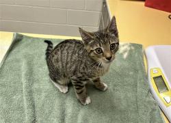 Shelter Stray Male Cat last seen Near BLOCK LUNA DR, FOUNTAIN CO 80817, 610 Abbot Ln, Colorado Springs, CO 80905, USA