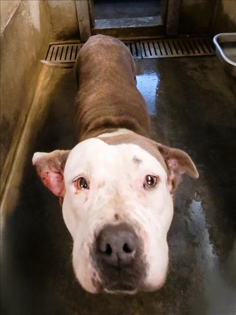 Shelter Stray Female Dog last seen , 1850 W 60th St, Los Angeles, CA 90047, USA
