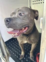 Shelter Stray Male Dog last seen 24TH ST & N ST, 2127 Front St, Sacramento, CA 95818, USA