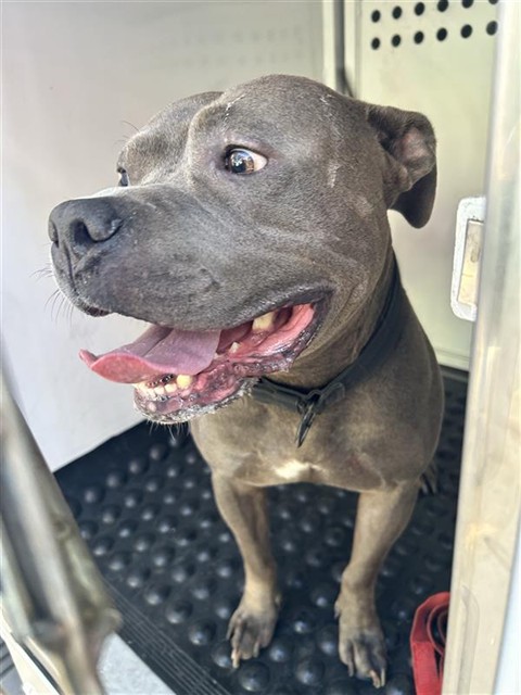 Shelter Stray Male Dog last seen 24TH ST & N ST, 2127 Front St, Sacramento, CA 95818, USA