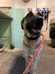 Shelter Stray Female Dog last seen BENT OAK CT & LARCHWOOD DR, 2127 Front St, Sacramento, CA 95818, USA