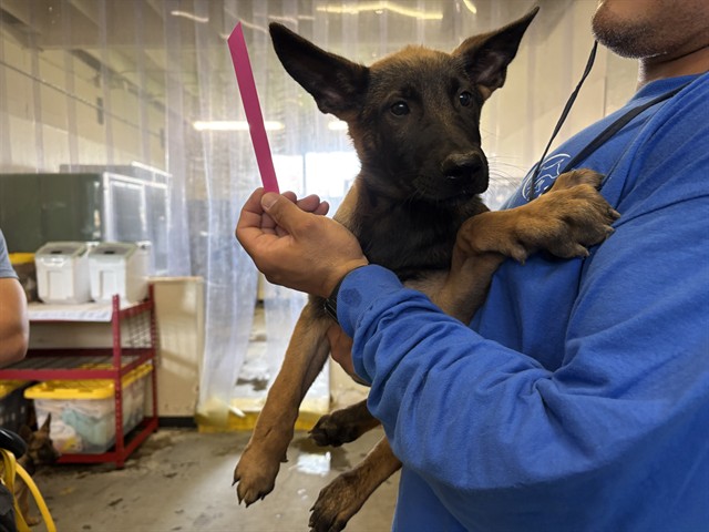 Shelter Stray Male Dog last seen , 600 Aviation Dr, Camarillo, CA 93010, USA