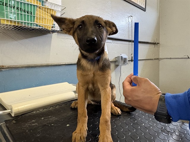 Shelter Stray Female Dog last seen , 600 Aviation Dr, Camarillo, CA 93010, USA