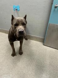Shelter Stray Female Dog last seen Near BLOCK ARDEN ST, LAS VEGAS NV 89104, 655 N Mojave Rd, Las Vegas, NV 89101, USA