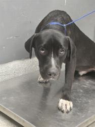 Shelter Stray Male Dog last seen Near BLOCK GEARHART RD, TALLAHASSEE FL 32303, 1125 Easterwood Dr, Tallahassee, FL 32311, USA