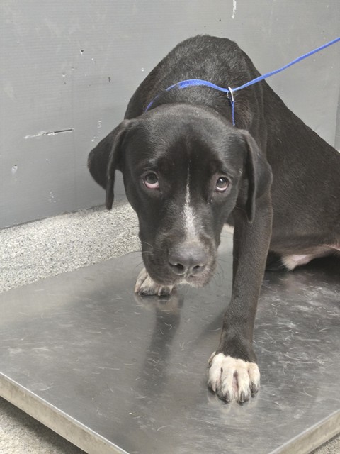 Shelter Stray Male Dog last seen Near BLOCK GEARHART RD, TALLAHASSEE FL 32303, 1125 Easterwood Dr, Tallahassee, FL 32311, USA