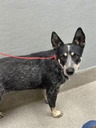 Shelter Stray Female Dog last seen CAMINO AL NORTE & W CRAIG RD, 655 N Mojave Rd, Las Vegas, NV 89101, USA