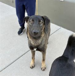 Shelter Stray Male Dog last seen DYSART RD AND MCDOWELL RD, 2500 S 27th Ave, Phoenix, AZ 85009, USA