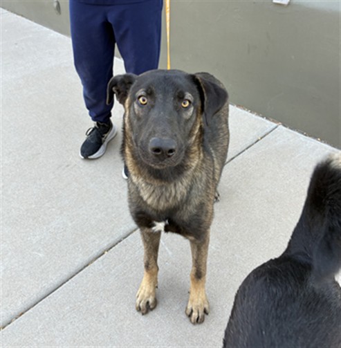Shelter Stray Male Dog last seen DYSART RD AND MCDOWELL RD, 2500 S 27th Ave, Phoenix, AZ 85009, USA