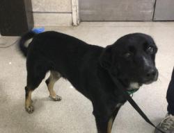 Shelter Stray Male Dog last seen Near BLOCK CROWN DR, JURUPA VALLEY CA 91752, 6851 Van Buren Boulevard, Jurupa Valley, CA 92509, USA
