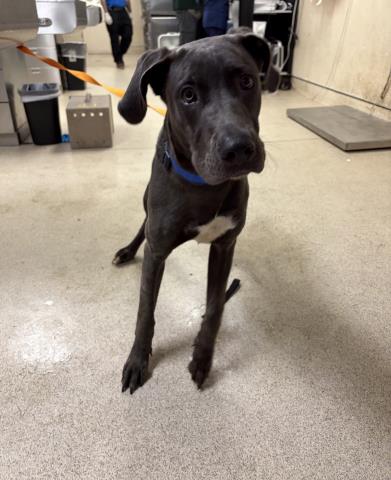 Shelter Stray Male Dog last seen 4TH ST//LIME ST, RIVERSIDE CA, 6851 Van Buren Boulevard, Jurupa Valley, CA 92509, USA