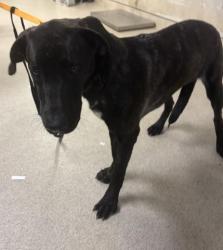 Shelter Stray Male Dog last seen TYLER ST/VICTORIA AVE, 6851 Van Buren Boulevard, Jurupa Valley, CA 92509, USA
