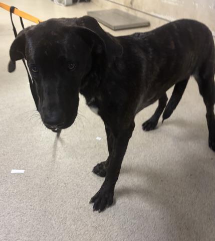 Shelter Stray Male Dog last seen TYLER ST/VICTORIA AVE, 6851 Van Buren Boulevard, Jurupa Valley, CA 92509, USA