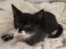 Shelter Stray Female Cat last seen Near BLOCK GLENHEATHER DR, FONTANA CA 92337, 6851 Van Buren Boulevard, Jurupa Valley, CA 92509, USA