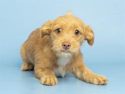 Shelter Stray Female Dog last seen N 19TH ST AND E MONROE ST, 5501 E Van Buren St, Phoenix, AZ 85008, USA