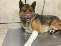 Shelter Stray Male Dog last seen Near BLOCK LIMONITE AVE, JURUPA VALLEY CA 92509, 6851 Van Buren Boulevard, Jurupa Valley, CA 92509, USA