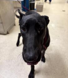 Shelter Stray Male Dog last seen Near BLOCK TYLER ST, RIVERSIDE, CA, 6851 Van Buren Boulevard, Jurupa Valley, CA 92509, USA