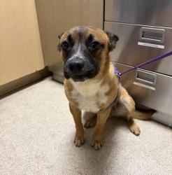 Shelter Stray Male Dog last seen HARRISON ST, RIVERSIDE, CA, 6851 Van Buren Boulevard, Jurupa Valley, CA 92509, USA