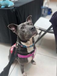 Shelter Stray Male Dog last seen Near, 2600 S Harding St, Indianapolis, IN 46221, USA