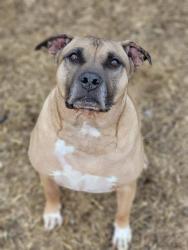Shelter Stray Male Dog last seen Near, 2600 S Harding St, Indianapolis, IN 46221, USA