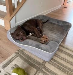 Shelter Stray Male Dog last seen CHARLOTTE, 8315 Byrum Dr, Charlotte, NC 28217, USA
