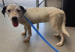 Shelter Stray Female Dog last seen HIGHLAND AVE AND PEPPER ST, 333 Chandler Pl, San Bernardino, CA 92408, USA