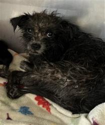 Shelter Stray Female Dog last seen HIGHLAND AVE AND PEPPER ST, 333 Chandler Pl, San Bernardino, CA 92408, USA