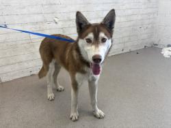 Shelter Stray Male Dog last seen DEVILS CANYON RD AND FRONTLINE RD, 333 Chandler Pl, San Bernardino, CA 92408, USA