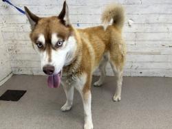 Shelter Stray Male Dog last seen , 333 Chandler Pl, San Bernardino, CA 92408, USA