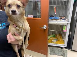 Shelter Stray Male Dog last seen Near BLOCK S 12TH ST, 3839 W Burnham St, West Milwaukee, WI 53215, USA