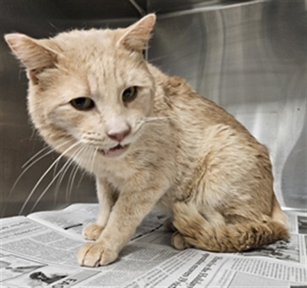 Shelter Stray Male Cat last seen Near BLOCK N PALM AVE, HEMET CA 92543, 581 S Grand Ave, San Jacinto, CA 92582, USA
