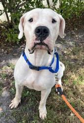 Shelter Stray Male Dog last seen Near BLOCK STIRLING RD, DAVIE FL 33314, 2400 SW 42nd St, Fort Lauderdale, FL 33312, USA