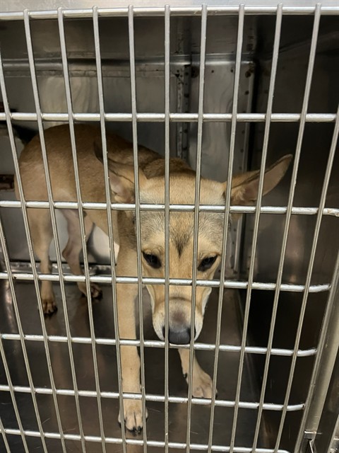 Shelter Stray Male Dog last seen Near BLOCK SE 74TH ST, 2811 SE 29th St, Oklahoma City, OK 73129, USA