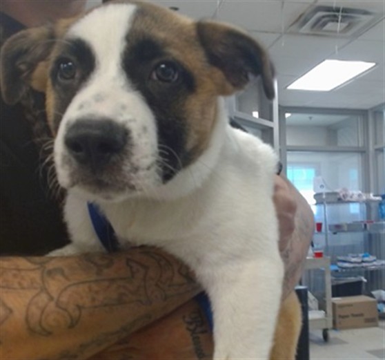 Shelter Stray Male Dog last seen SW 44TH/PENN OKC, 2811 SE 29th St, Oklahoma City, OK 73129, USA