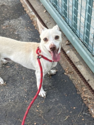 Shelter Stray Male Dog last seen , 11361 W Pico Blvd, Los Angeles, CA 90064, USA