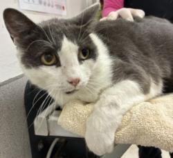 Shelter Stray Male Cat last seen , 11361 W Pico Blvd, Los Angeles, CA 90064, USA