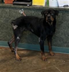 Shelter Stray Male Dog last seen MEADOWBROOK DR, 31078 LA-36, Lacombe, LA 70445, USA