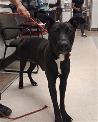 Shelter Stray Female Dog last seen , 14409 Vanowen St, Van Nuys, CA 91405, USA