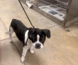 Shelter Stray Male Dog last seen , 14409 Vanowen St, Van Nuys, CA 91405, USA