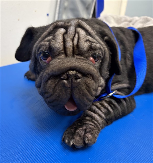 Shelter Stray Male Dog last seen BROADWAY & OXFORD ST, 130 Beyer Way, Chula Vista, CA 91911, USA