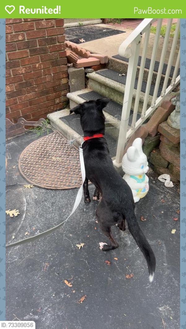 Reunited Female Dog last seen Jackson park, Hendersonville, NC 28792