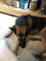 Reunited Male Dog last seen Shelby Farms Dog Park, Memphis, TN 38018