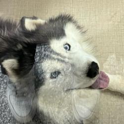 Shelter Stray Male Dog last seen Near BLOCK W. BROMLEY LN. (WALMART), 12155 Park Blvd, Brighton, CO 80601, USA