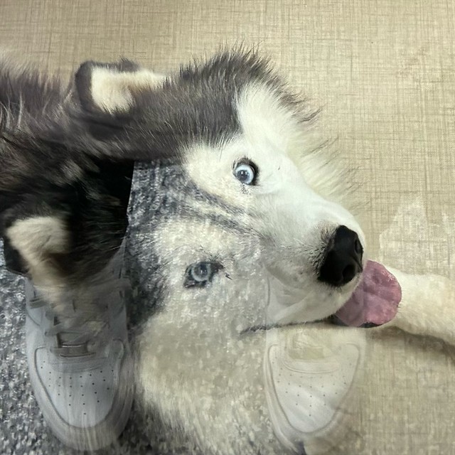 Shelter Stray Male Dog last seen Near BLOCK W. BROMLEY LN. (WALMART), 12155 Park Blvd, Brighton, CO 80601, USA
