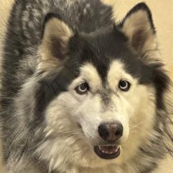 Shelter Stray Female Dog last seen Near BLOCK W. BROMLEY LN. (WALMART), 12155 Park Blvd, Brighton, CO 80601, USA