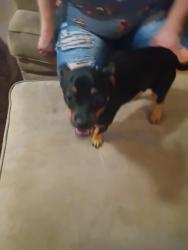 Reunited Male Dog last seen Gum tree, Wood Trail Village, FL 34653