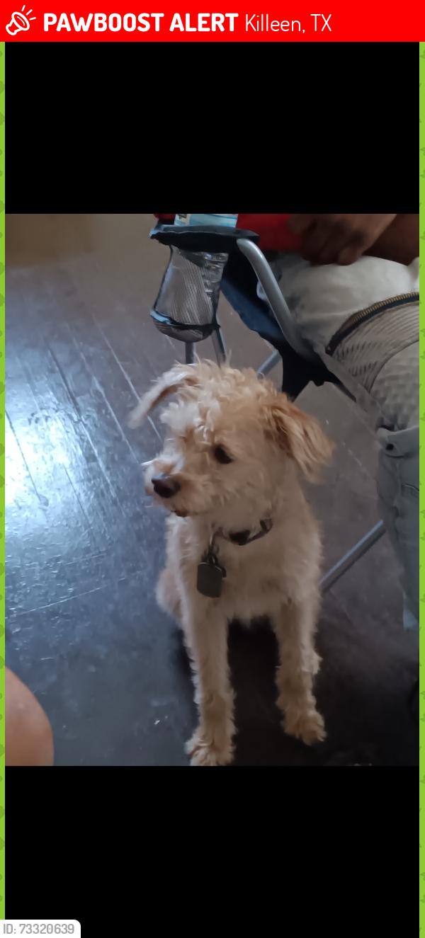 Lost Male Dog last seen By condor park, Killeen, TX 76542