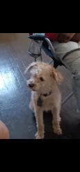 Lost Male Dog last seen By condor park, Killeen, TX 76542
