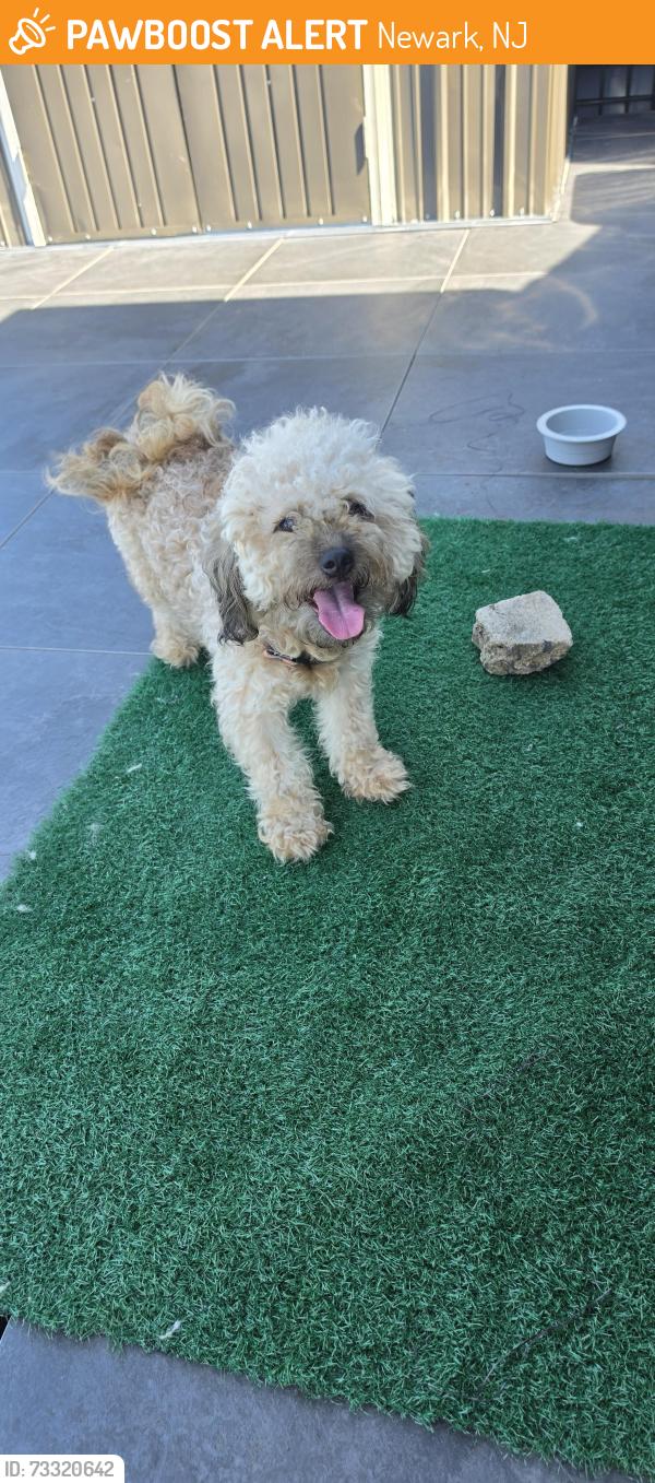 Found/Stray Male Dog last seen 15th ave newark, Newark, NJ 07103